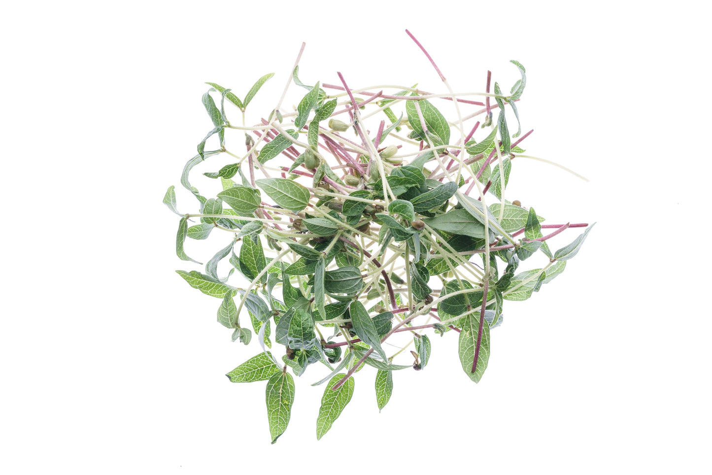 Set 4 semi bio per germogli & microgreens - Legumi - sm904