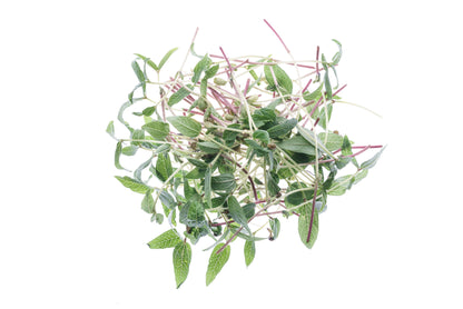 Set 4 semi bio per germogli & microgreens - Legumi - sm904