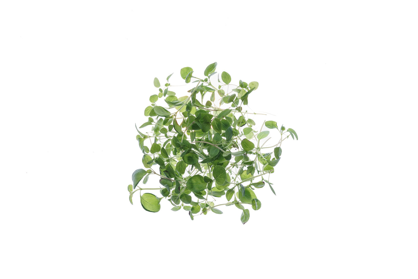 Set 7 semi bio erbe aromatiche & microgreens - Aroma - sm906