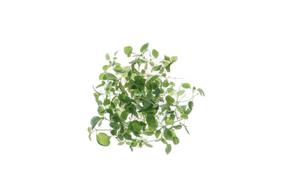 Set 7 semi bio erbe aromatiche & microgreens - Aroma - sm906