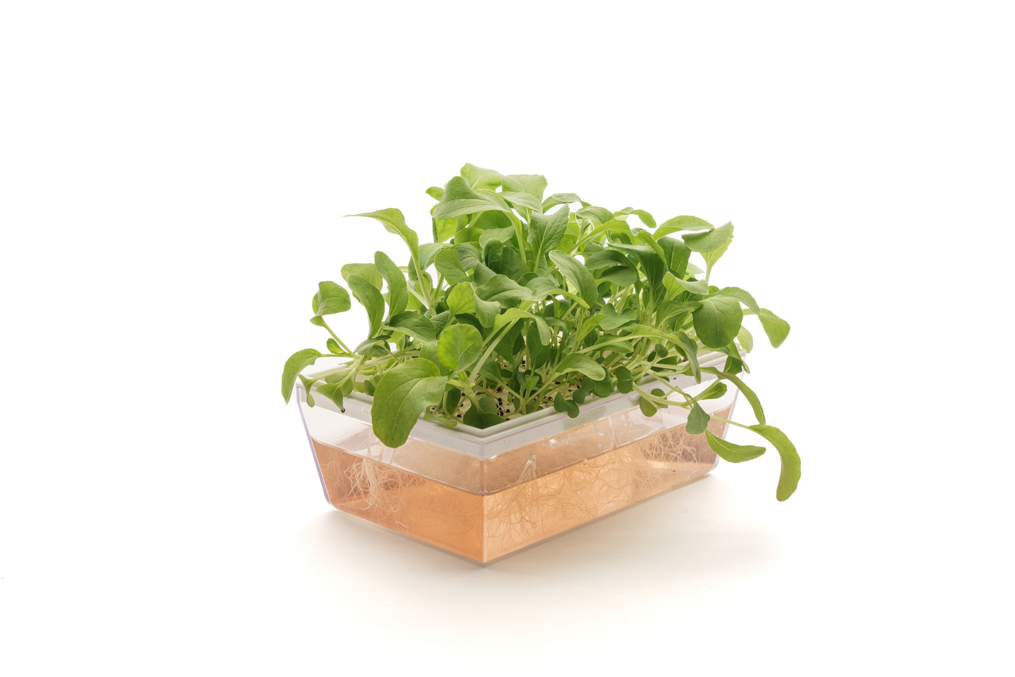 Starter kit baby leaves & microgreens - Asia Mix&Lattuga - sk905