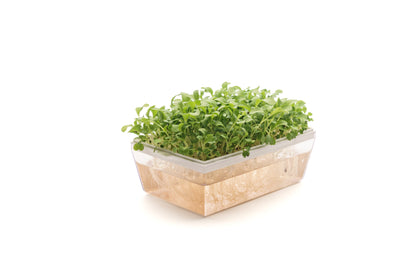 Starter kit baby leaves & microgreens - Asia Mix - sk904