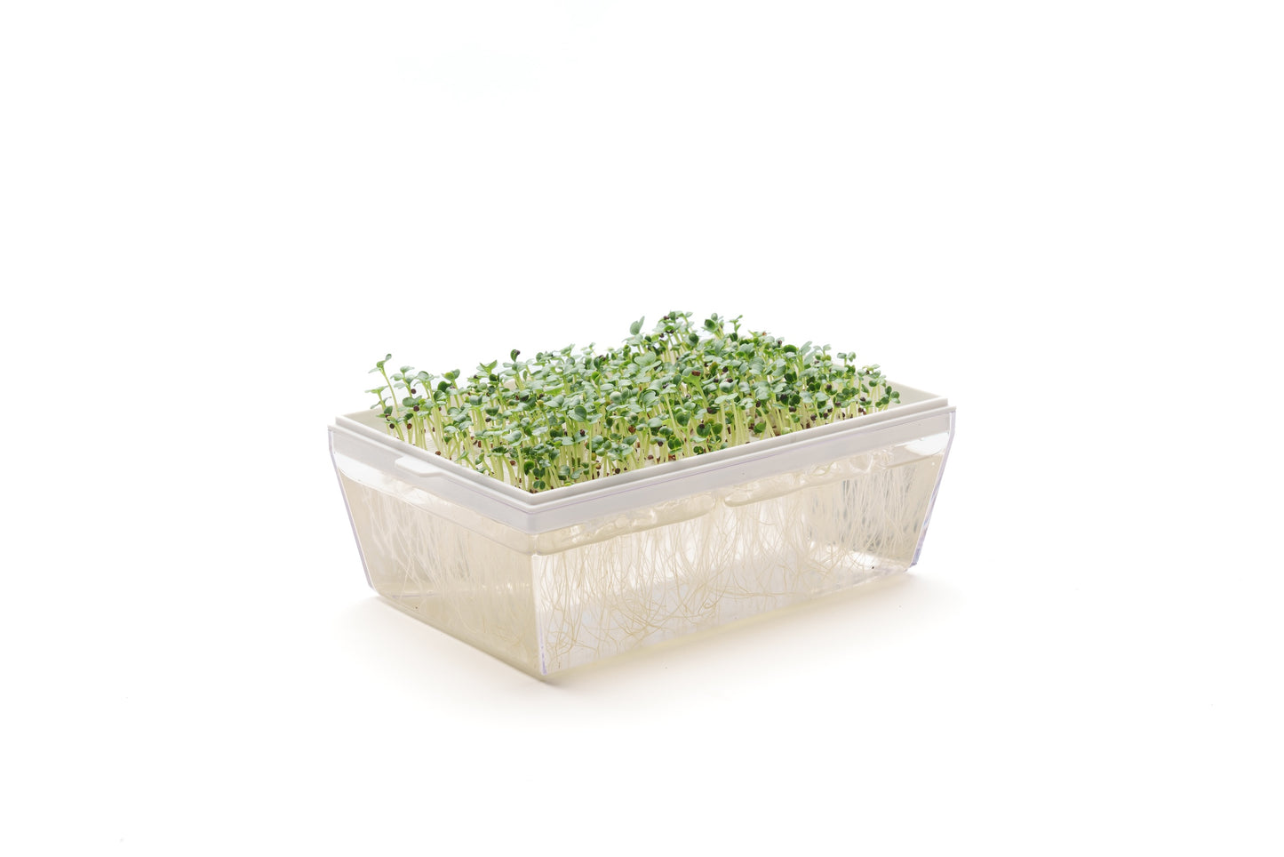 Starter kit baby leaves & microgreens - Asia Mix&Lattuga - sk905