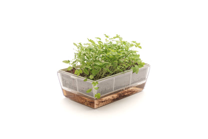 Starter kit aromatiche & microgreens - Aroma4 - sk908