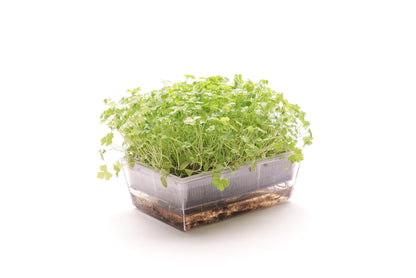 Starter kit aromatiche & microgreens - Aroma4 - sk908