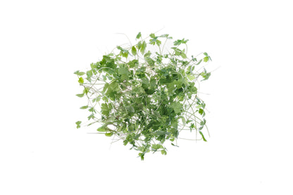Set 7 semi bio erbe aromatiche & microgreens - Aroma - sm906