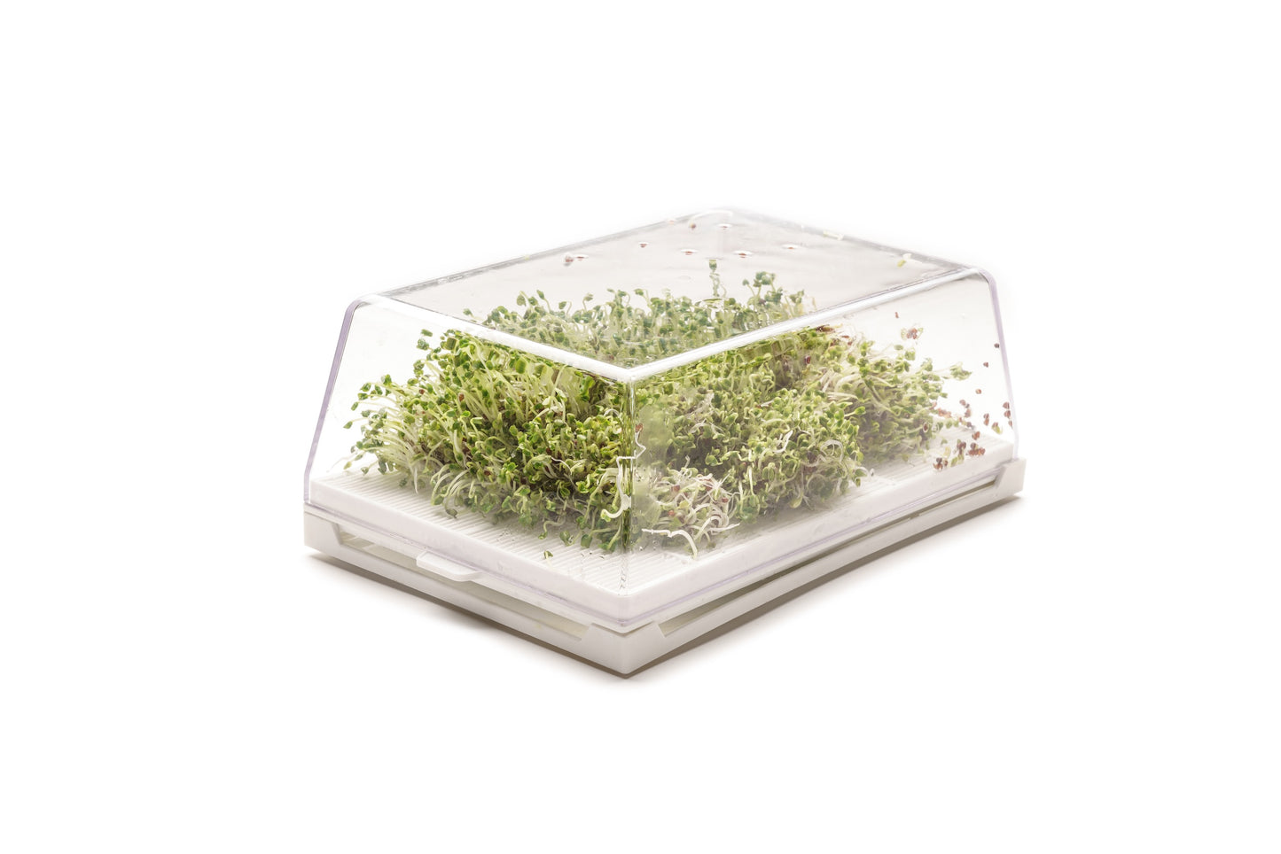 Starter kit germogli & microgreens - Vita M - sk901