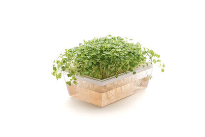 Starter kit germogli & microgreens - Vita M - sk901