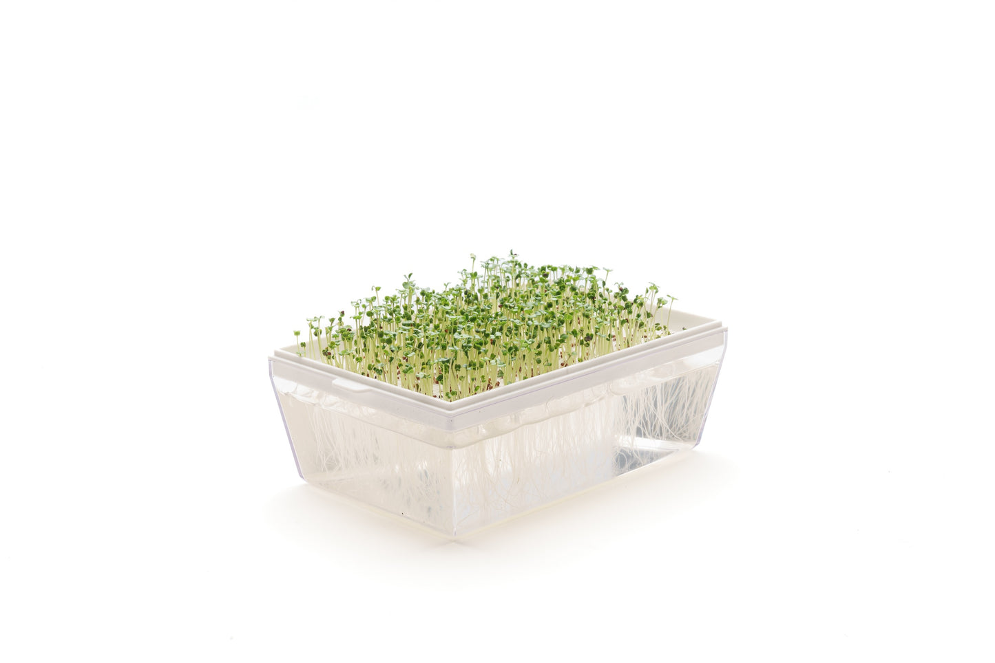 Starter kit germogli & microgreens - Vita M - sk901
