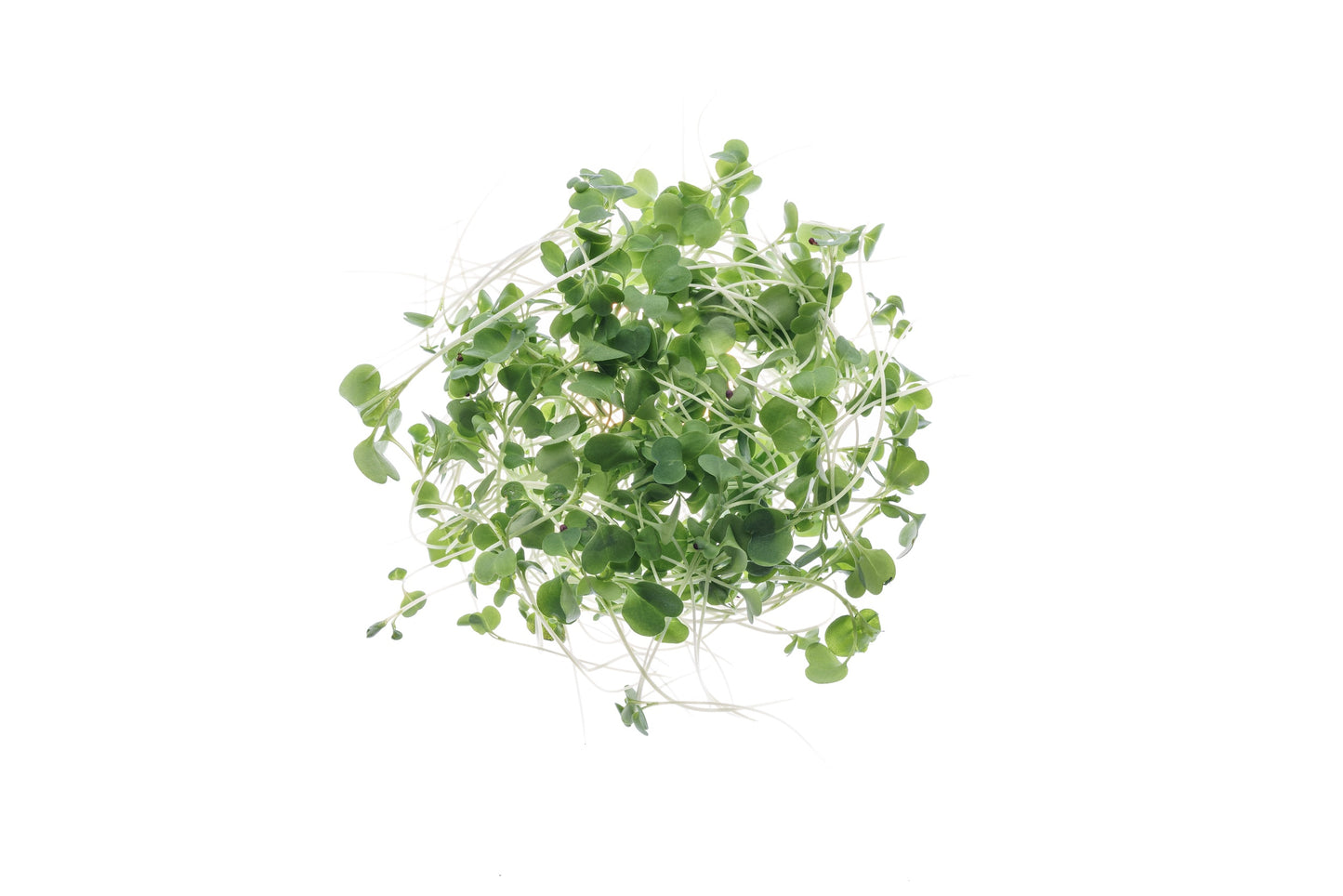 Set 3 semi bio per germogli & microgreens - piccante - sm901