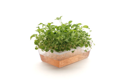 Starter kit Rucola - sk903