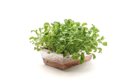 Starter kit Rucola - sk903