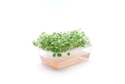 Starter kit Rucola - sk903