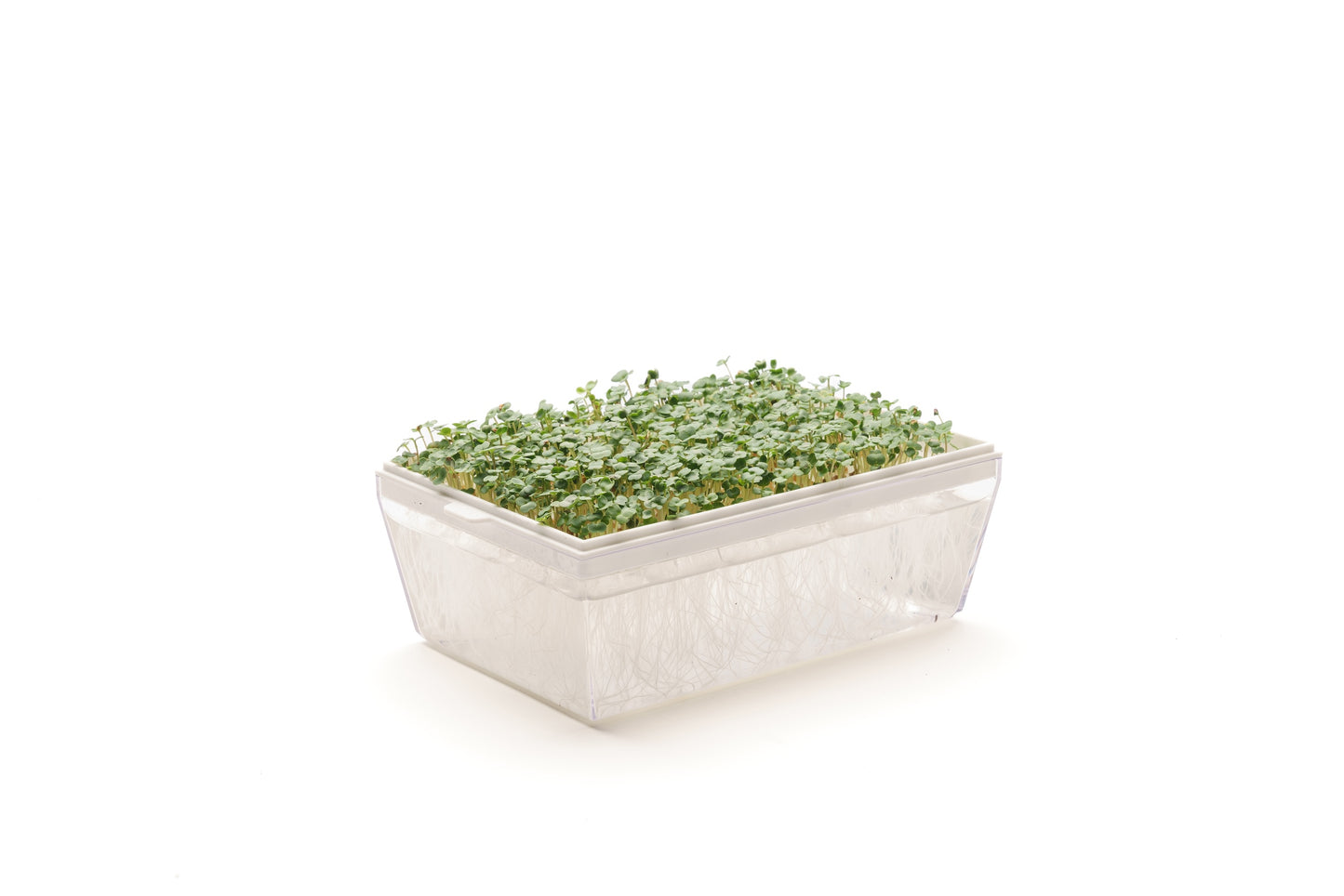 Starter kit Rucola - sk903