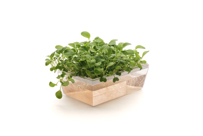 Starter kit baby leaves & microgreens - Asia Mix&Lattuga - sk905