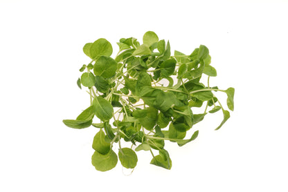 Set 9 semi bio per baby leaves & microgreens sm905