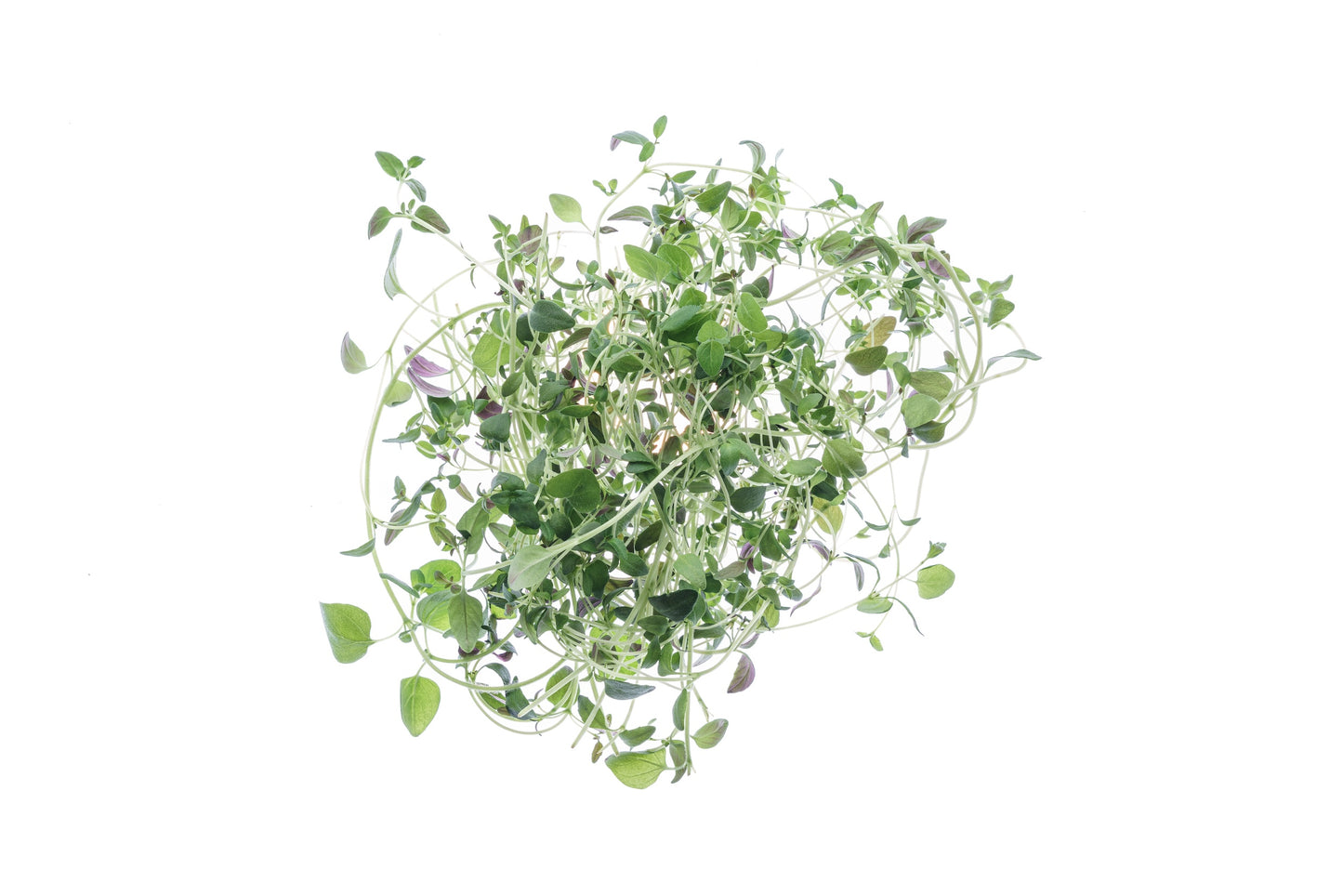 Set 7 semi bio erbe aromatiche & microgreens - Aroma - sm906