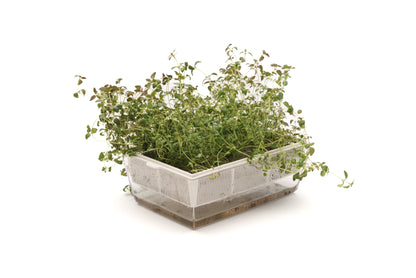 Starter kit aromatiche & microgreens - Aroma7 - sk909