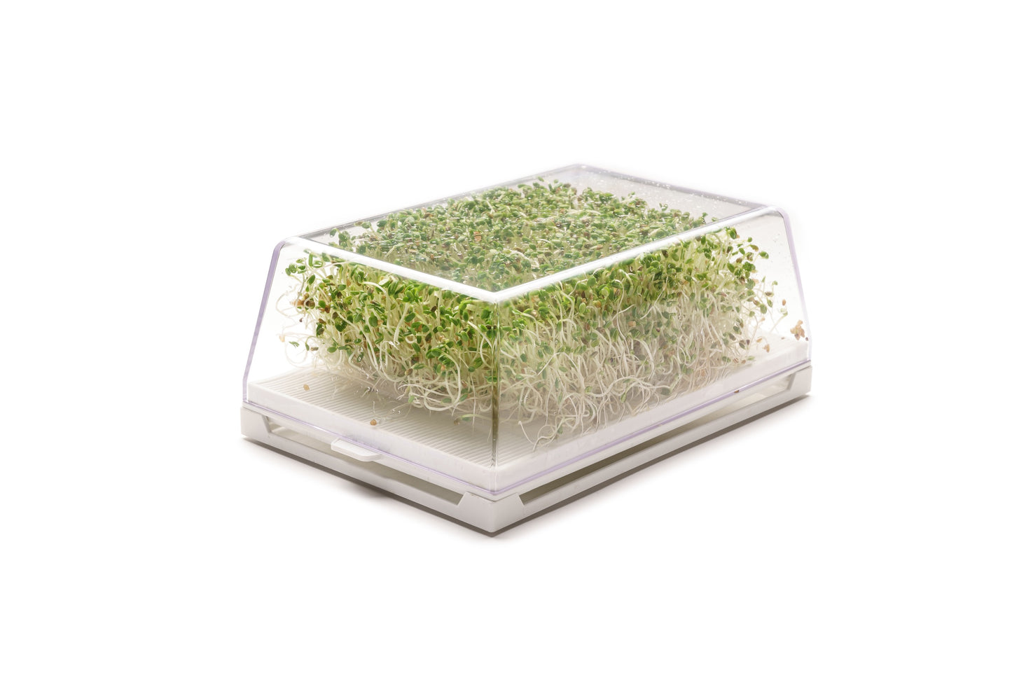 Starter kit germogli & microgreens - Vita M - sk901