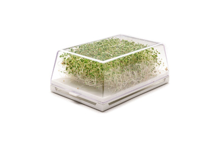 Starter kit germogli & microgreens - Vita L - sk902