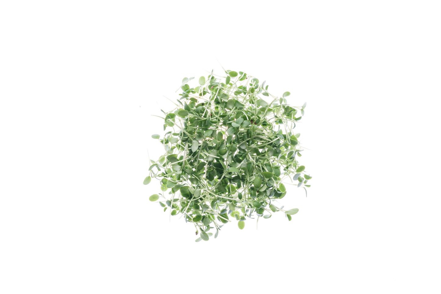 Set 3 semi bio per germogli & microgreens - dolce - sm900