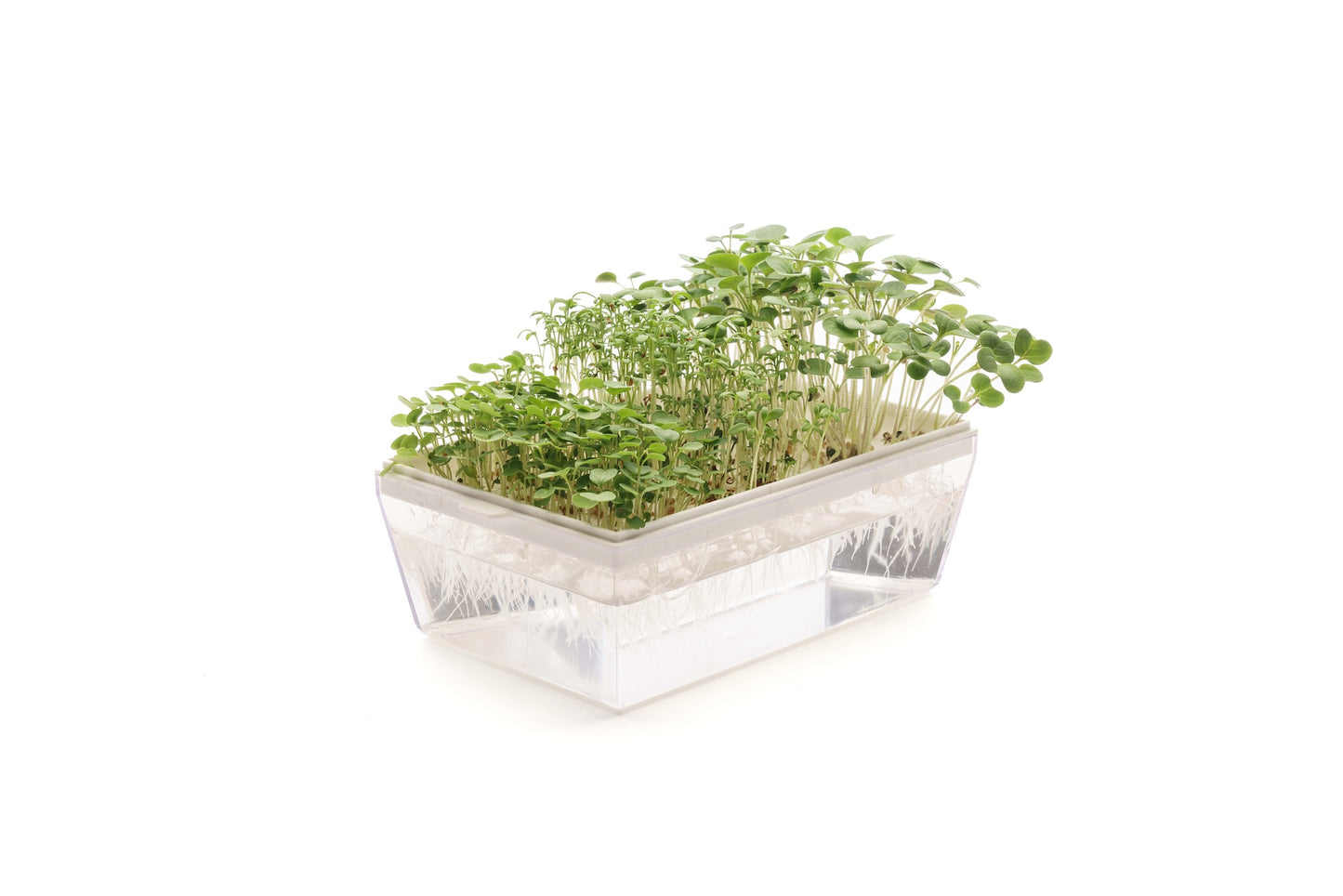 EVA H - Germogliatore & Hydro kit